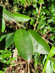 Ilex ficoidea