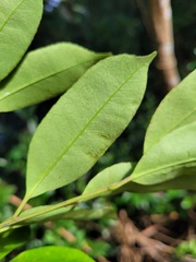 Ilex ficoidea