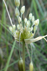 Allium oleraceum