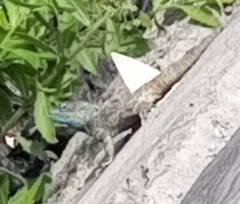 Acanthocercus atricollis