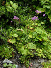 Adenostyles alliariae