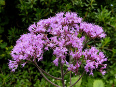 Adenostyles alliariae