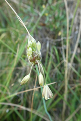 Allium oleraceum