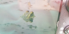 Pelophylax plancyi