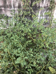 Physalis minima
