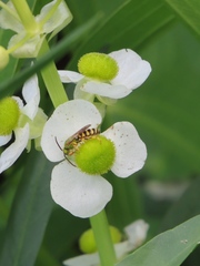 Sagittaria brevirostra