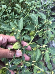 Physalis minima