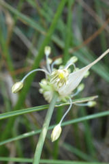 Allium oleraceum