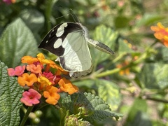 Leptophobia aripa