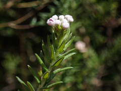 Phylica pinea