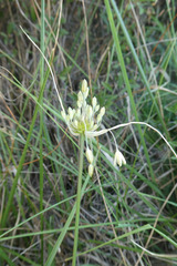 Allium oleraceum