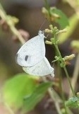 Leptosia nina