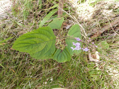Plectranthus fruticosus