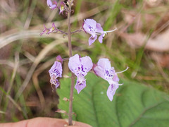 Plectranthus fruticosus