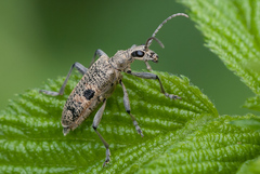 Rhagium mordax