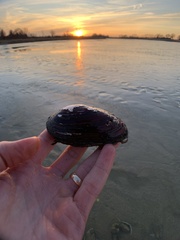 Uniomerus tetralasmus