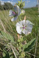 Althaea officinalis