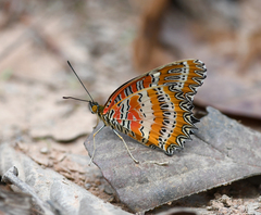 Cethosia biblis