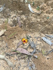 Platylobium obtusangulum