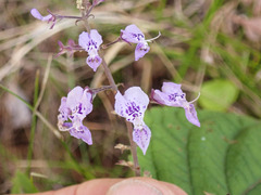 Plectranthus fruticosus