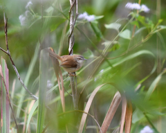 Prinia rufescens