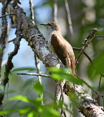 Cacomantis sonneratii