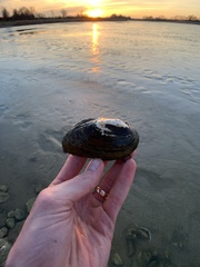 Uniomerus tetralasmus