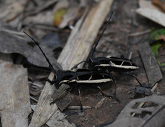 Stratioceros princeps