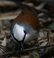 Garrulax leucolophus