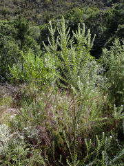 Phylica pinea