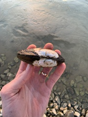 Uniomerus tetralasmus