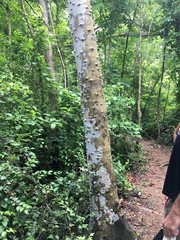 Zanthoxylum martinicense