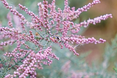 Tamarix aphylla