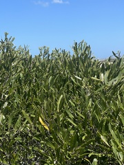 Olea exasperata
