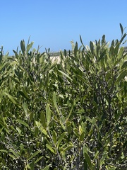 Olea exasperata