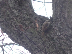 Certhia brachydactyla