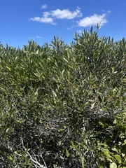 Olea exasperata