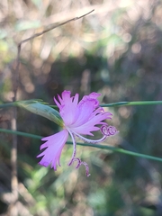 Dianthus broteri