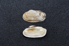 Barbatia virescens