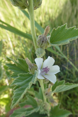Althaea officinalis