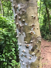 Zanthoxylum martinicense