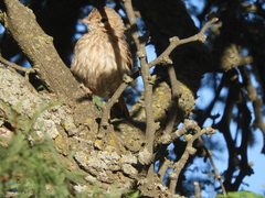 Coryphistera alaudina
