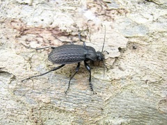 Carabus granulatus interstitialis