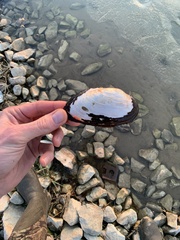 Uniomerus tetralasmus