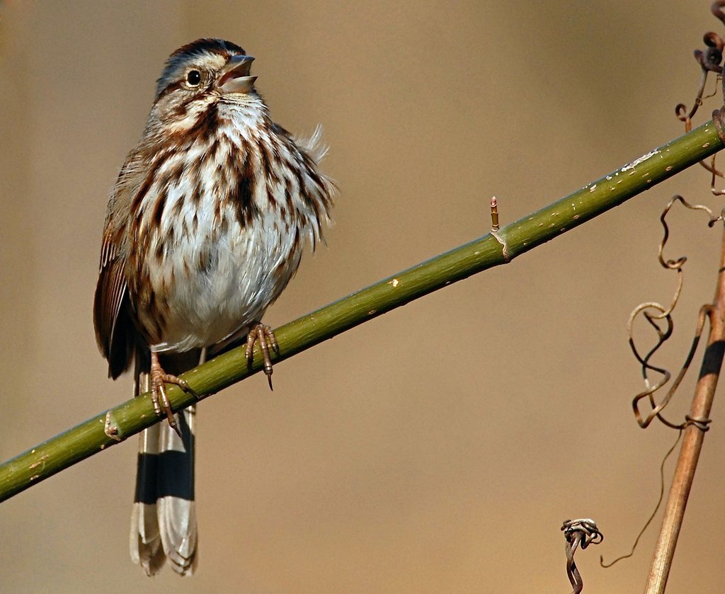 Melospiza Sparrows
