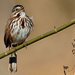 Melospiza Sparrows - Photo (c) TCDavis, some rights reserved (CC BY-NC-ND)