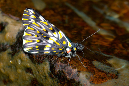Pure-banded Dartwhite