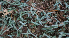 Trachelospermum