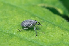 Ceutorhynchus obstrictus