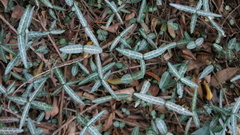 Trachelospermum